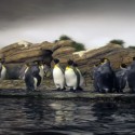 Comparing: Panda, Penguin and Hummingbird Google Updates