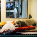 Reach More Clients With Advanced Vet Marketing Agency Strategies