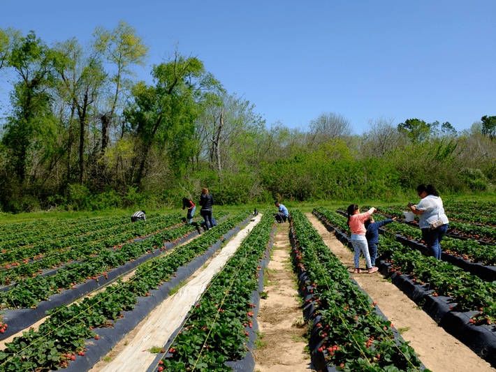 People picking strawberries in rows of a large field on a sunny day, with trees and greenery in the background.