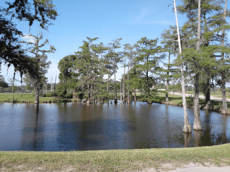 A small pond surrounded by tall cypress trees with their roots in the water, under a clear blue sky, and a grassy area and road in the background.
